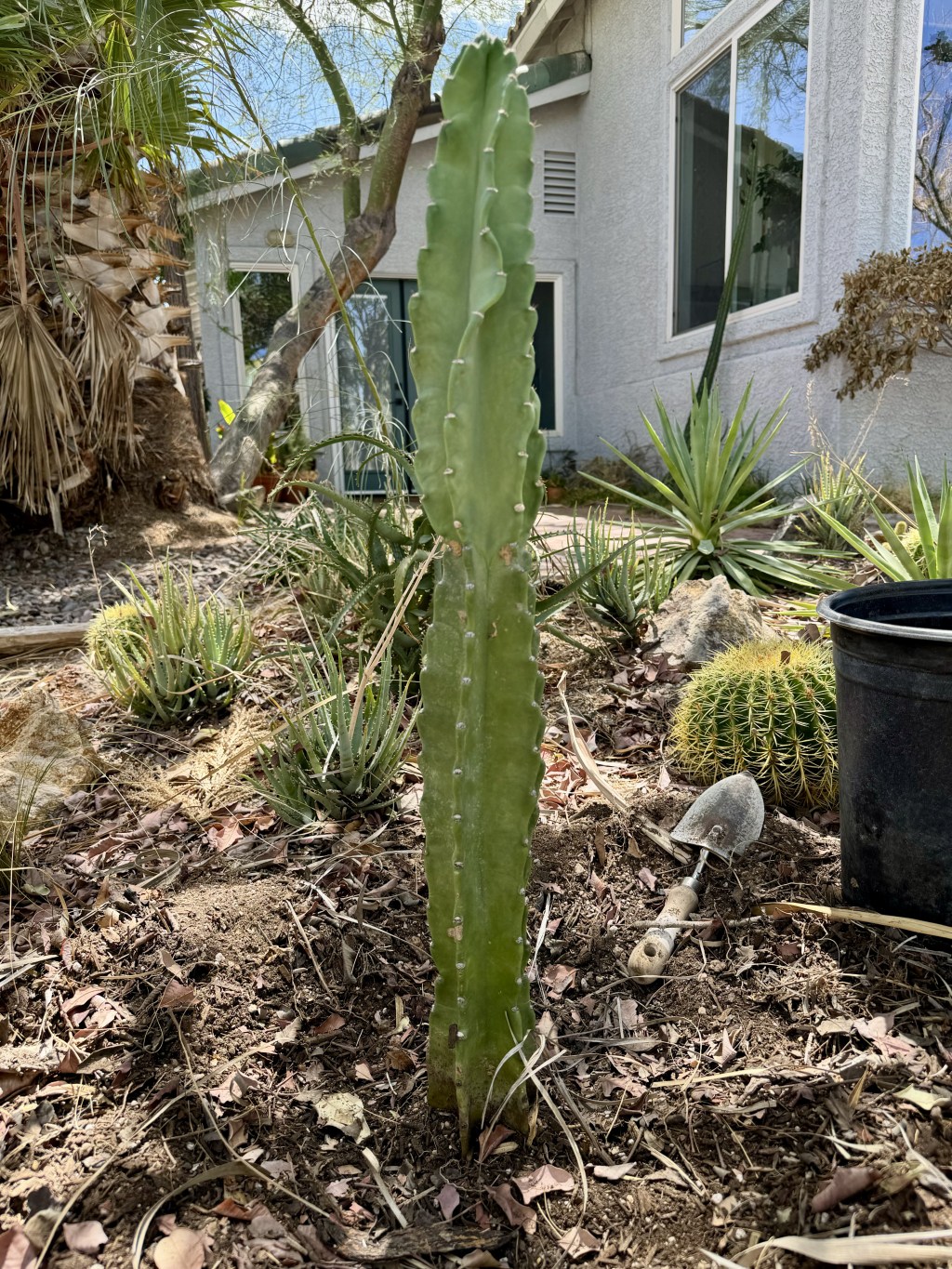 The Easy Way to Plant and Care for Cactus in Southern Nevada&nbsp;Gardens