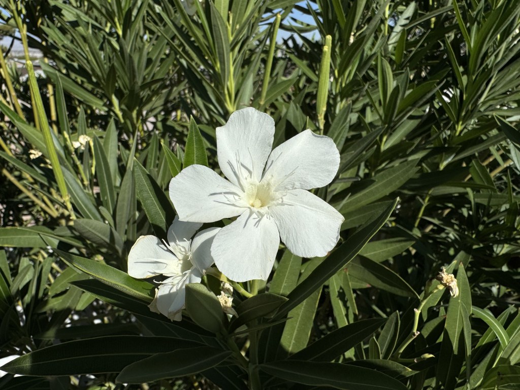 This Resilient, Ubiquitous Shrub Deserves a Closer&nbsp;Look