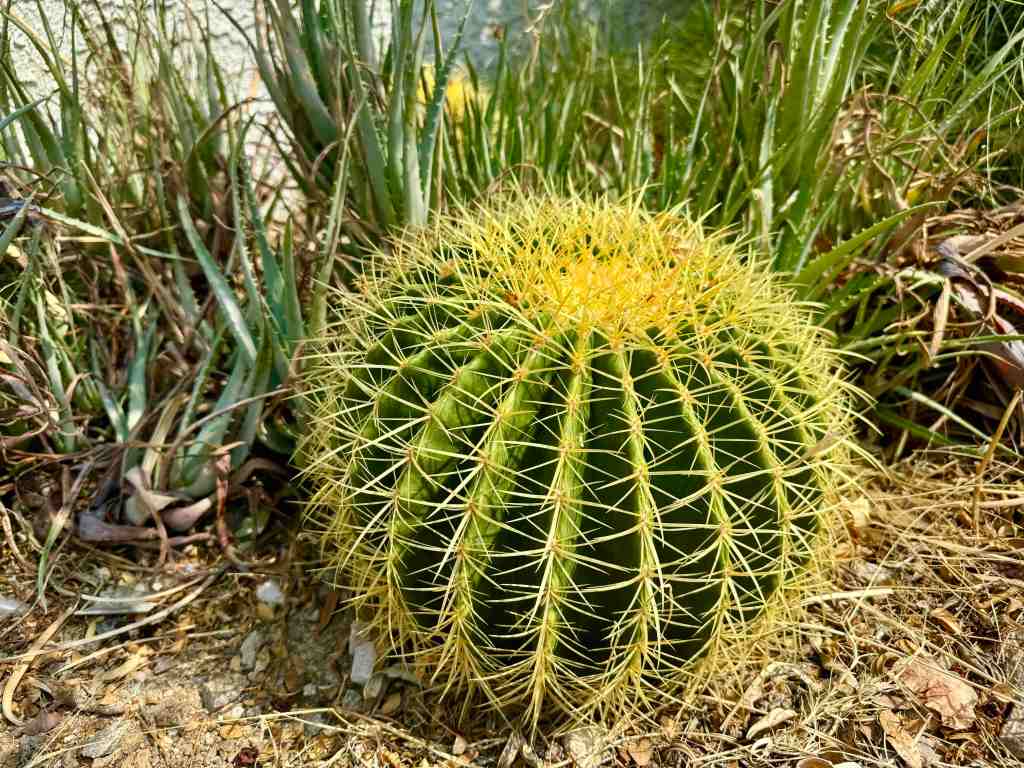 Golden Barrel Cactus Adds Whimsy or Formality Depending on Your&nbsp;Tastes