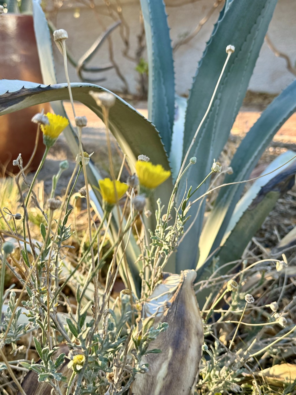 A Deceptive and Clear Yellow Flower That Takes Heat and&nbsp;Drought