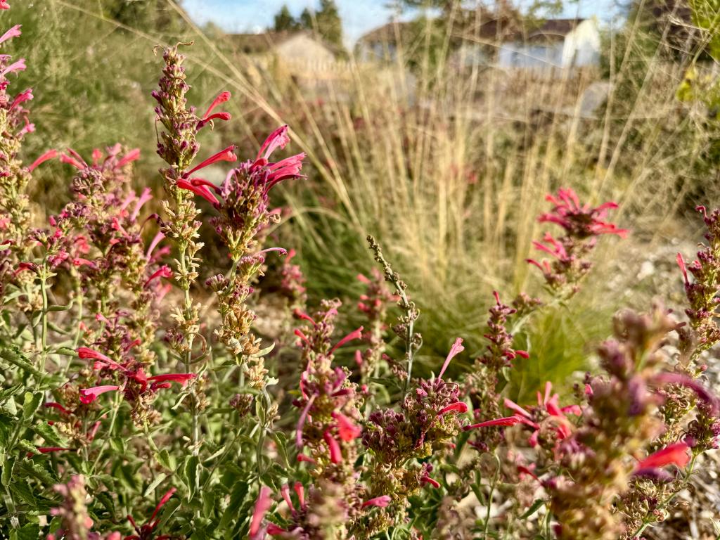 How to Sow Desert Wildflower Seeds 