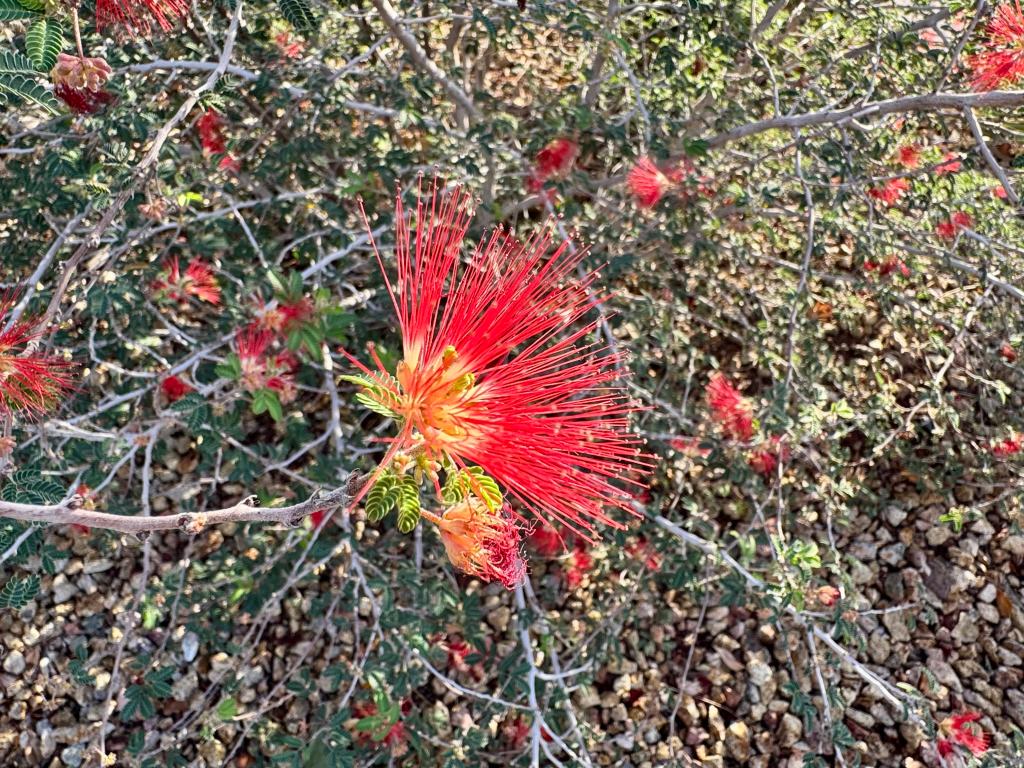 Baja Fairy Duster is an Effortlessly Cool Shrub For the Hot, Dry&nbsp;Garden