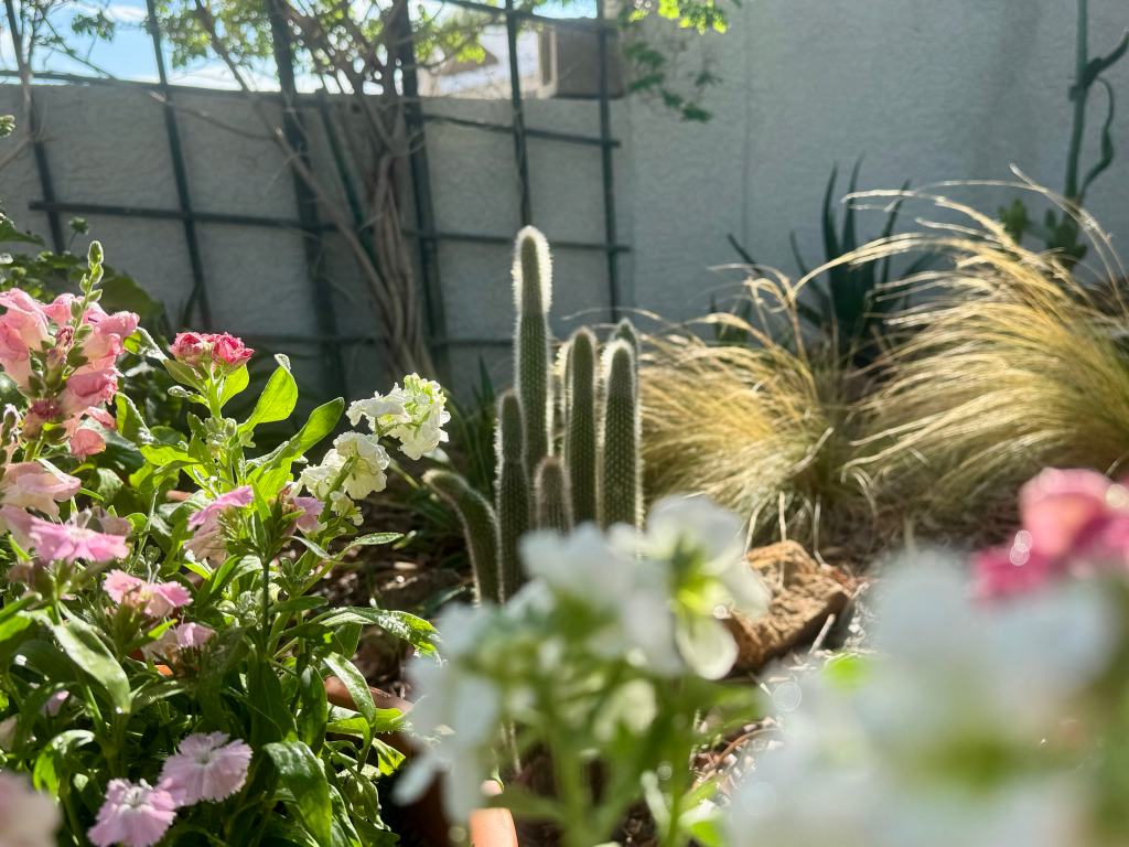 Bedding Annuals Deserve a Place in the Wintery Desert&nbsp;Garden