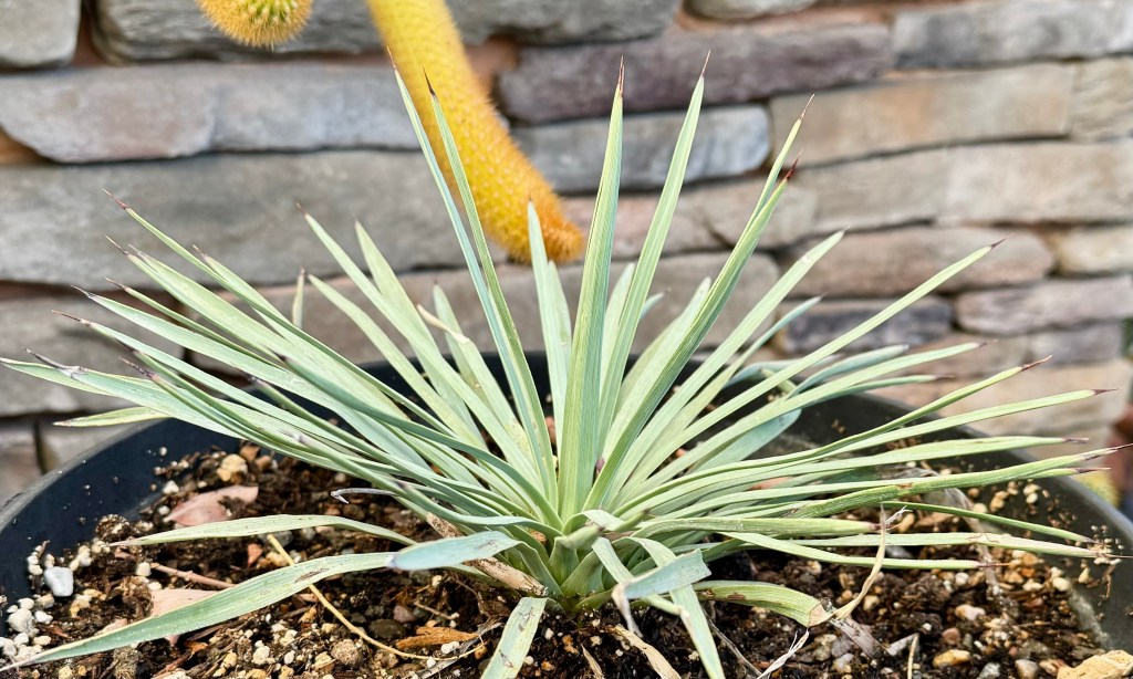 Two yuccas that are not Joshua tree to try in your desert&nbsp;garden