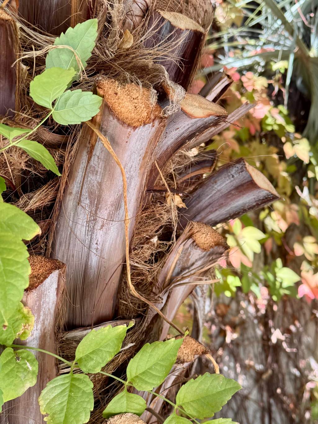 Palm Trees and Poltergeists in the Desert&nbsp;Garden