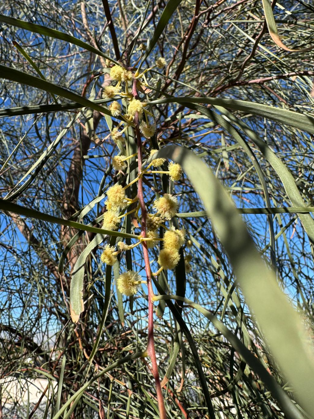 A Closer Look at a Very Common&nbsp;Tree